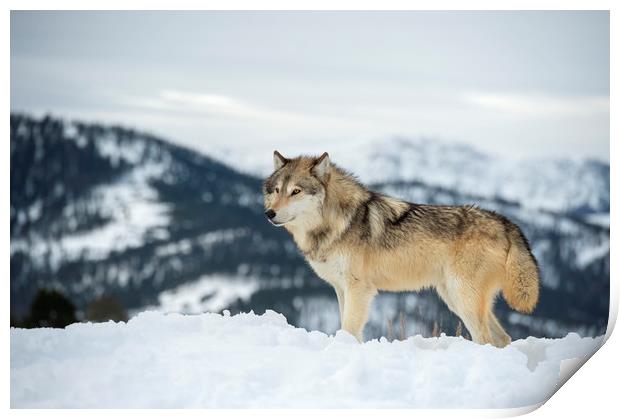 Wolf on top of the World Print by Janette Hill
