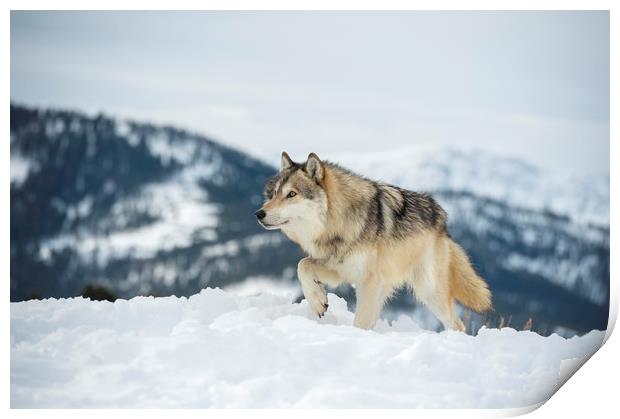 Wolf Walking on top of the World Print by Janette Hill