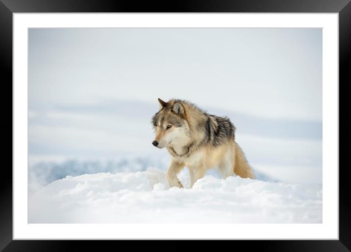 Lone Wolf Framed Mounted Print by Janette Hill