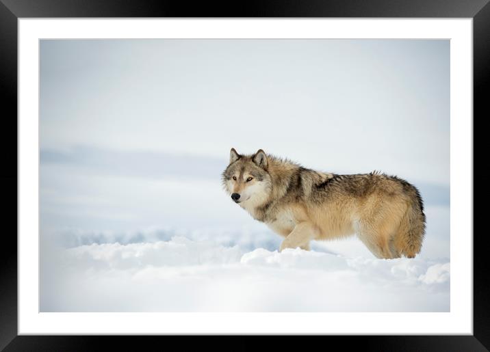 Grey Wolf in Snow Framed Mounted Print by Janette Hill