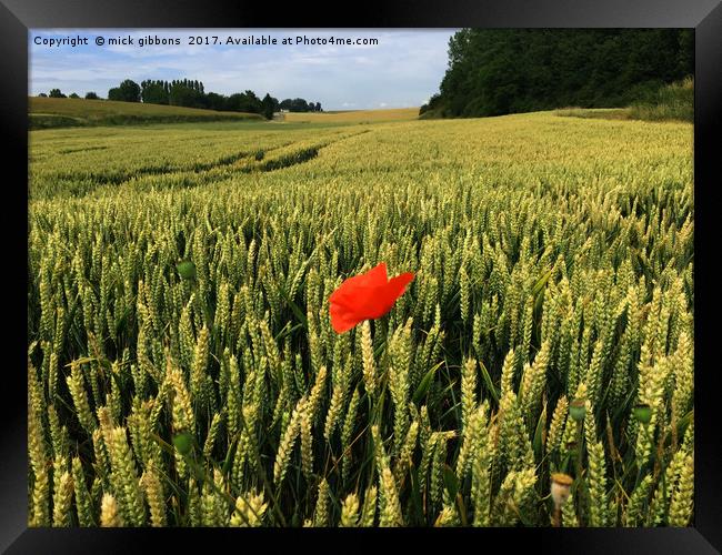 lone Poppy watches over field of hope and glory  Framed Print by mick gibbons