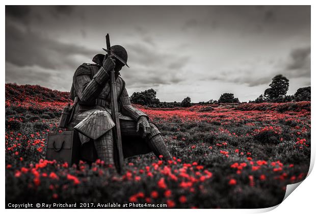 Tommy 1101 in Poppy Field Print by Ray Pritchard