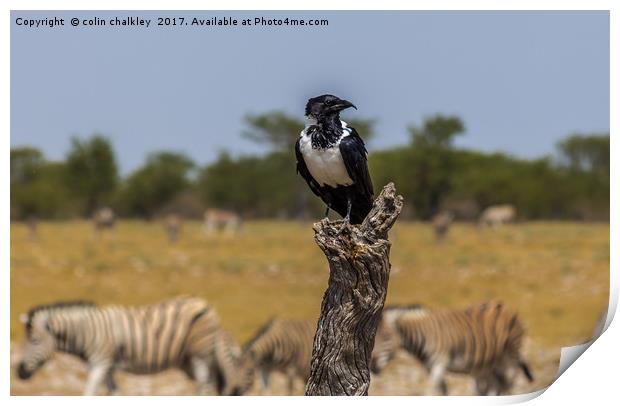 Namibian Pied Crow Print by colin chalkley