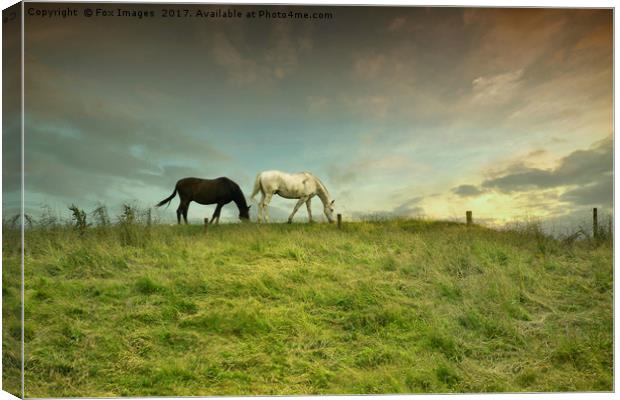 Horses in birtle Canvas Print by Derrick Fox Lomax