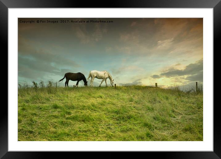 Horses in birtle Framed Mounted Print by Derrick Fox Lomax
