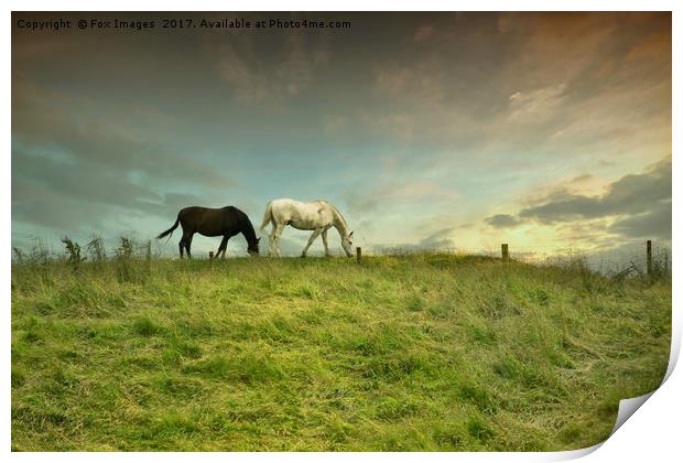 Horses in birtle Print by Derrick Fox Lomax