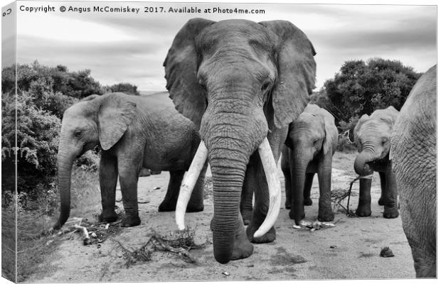 Traffic jam at Addo Elephant Park (mono) Canvas Print by Angus McComiskey
