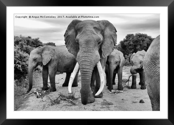 Traffic jam at Addo Elephant Park (mono) Framed Mounted Print by Angus McComiskey