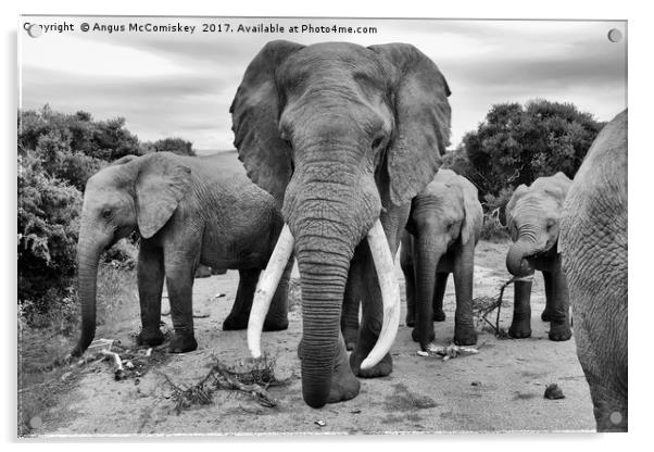 Traffic jam at Addo Elephant Park (mono) Acrylic by Angus McComiskey