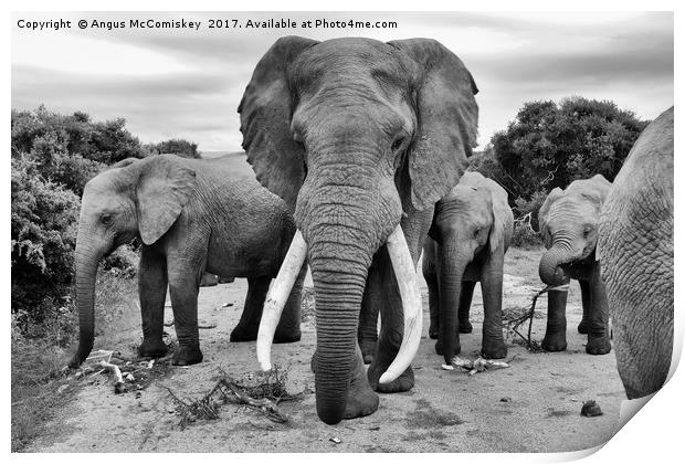 Traffic jam at Addo Elephant Park (mono) Print by Angus McComiskey