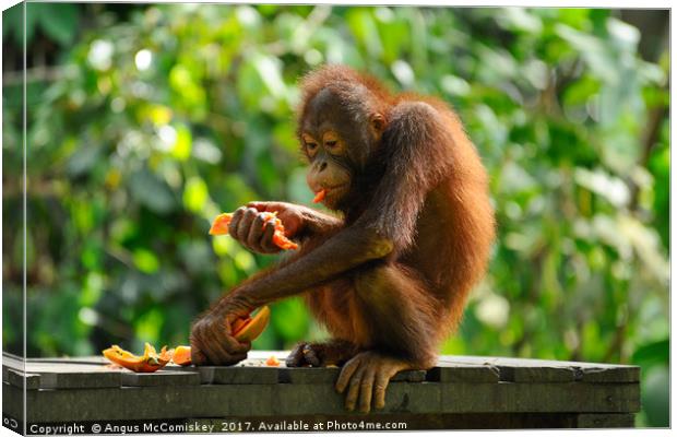 Young male orangutan eating fruit Canvas Print by Angus McComiskey