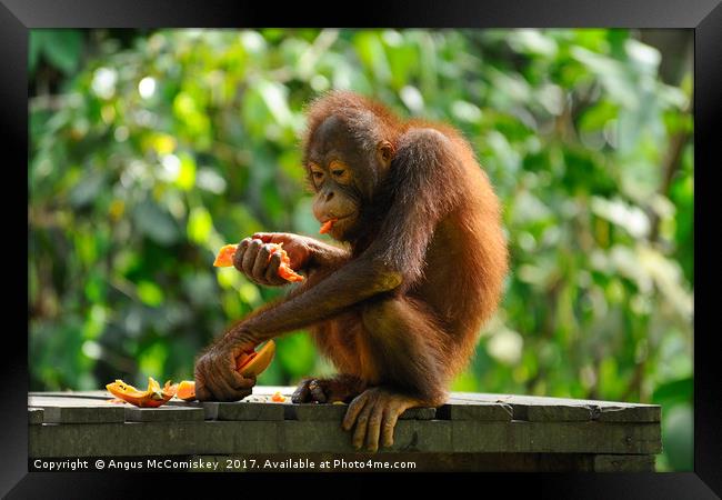 Young male orangutan eating fruit Framed Print by Angus McComiskey