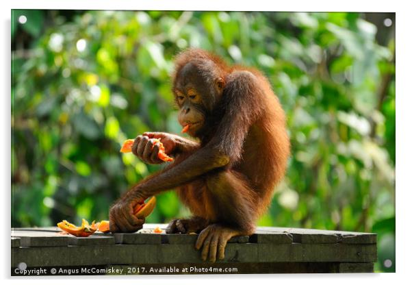Young male orangutan eating fruit Acrylic by Angus McComiskey