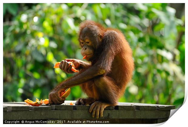 Young male orangutan eating fruit Print by Angus McComiskey