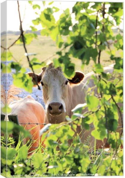 Cow Canvas Print by Claire Colston