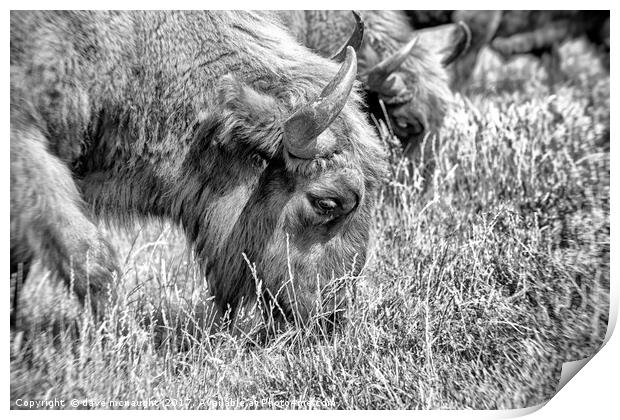 Grazing Print by dave mcnaught