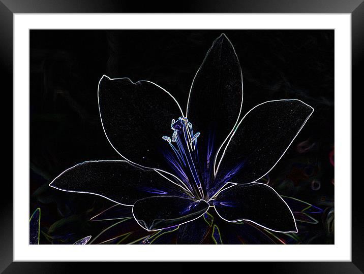 Abstract lilly Framed Mounted Print by Brian Roscorla