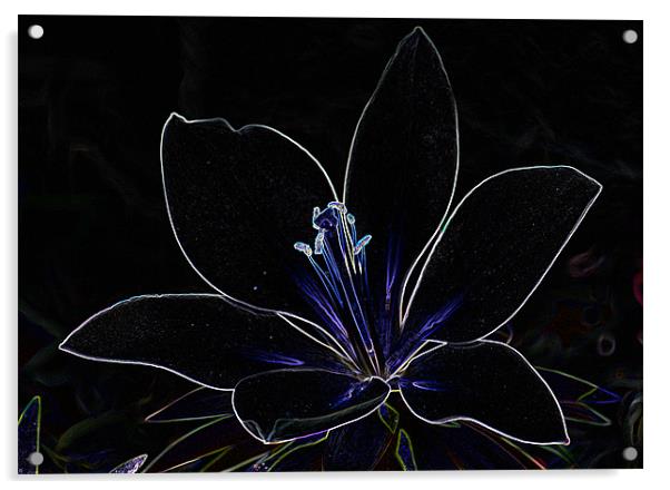 Abstract lilly Acrylic by Brian Roscorla