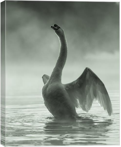 Stretching Swan Canvas Print by David Llewellyn-Jone