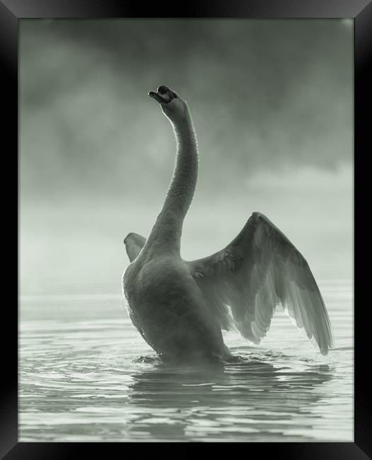 Stretching Swan Framed Print by David Llewellyn-Jone