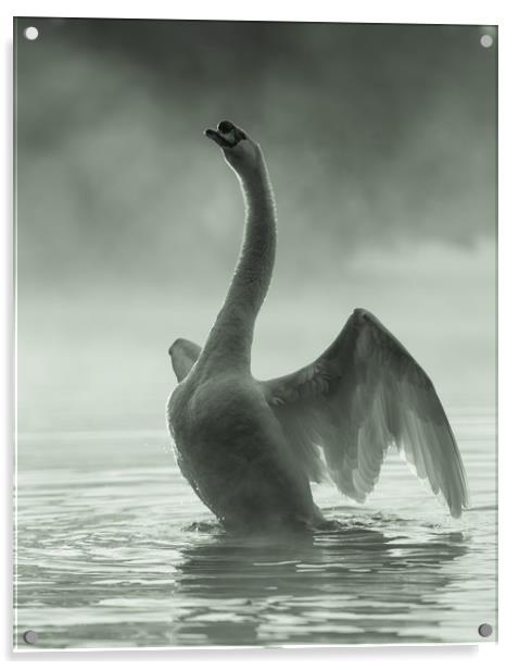 Stretching Swan Acrylic by David Llewellyn-Jone