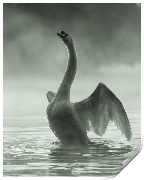 Stretching Swan Print by David Llewellyn-Jone