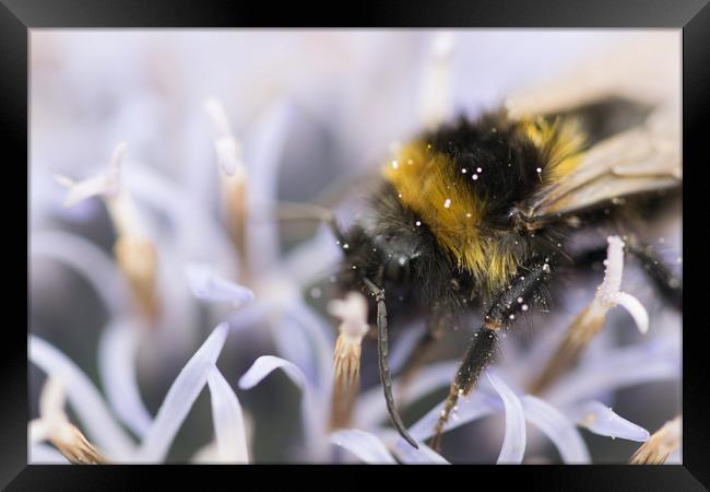 echinops all a bee needs Framed Print by james dorrington
