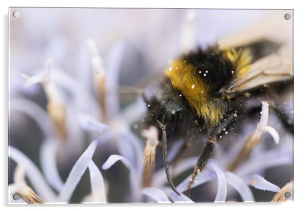 echinops all a bee needs Acrylic by james dorrington