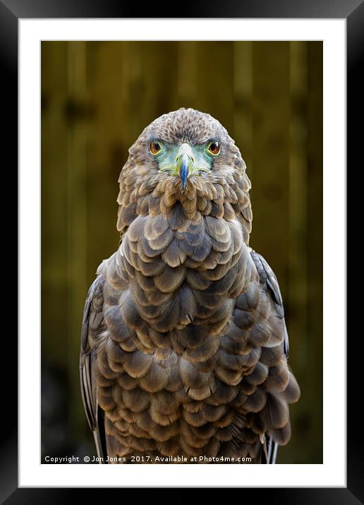 Female Bateleur Eagle Framed Mounted Print by Jon Jones