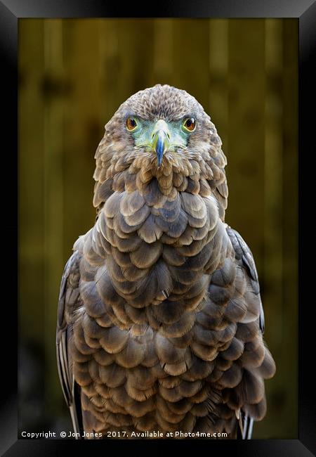 Female Bateleur Eagle Framed Print by Jon Jones