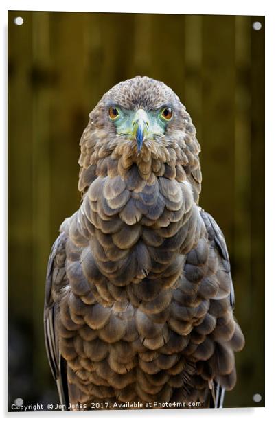 Female Bateleur Eagle Acrylic by Jon Jones