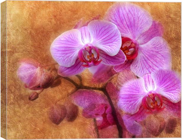 lilac orchids Canvas Print by sue davies