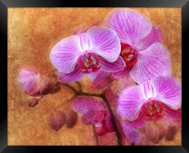 lilac orchids Framed Print by sue davies