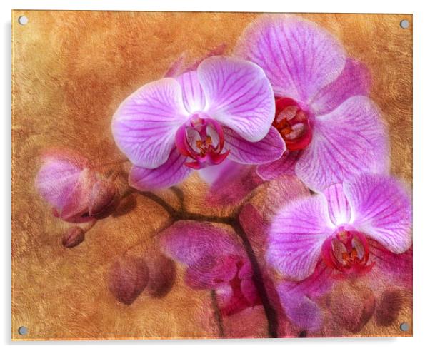 lilac orchids Acrylic by sue davies