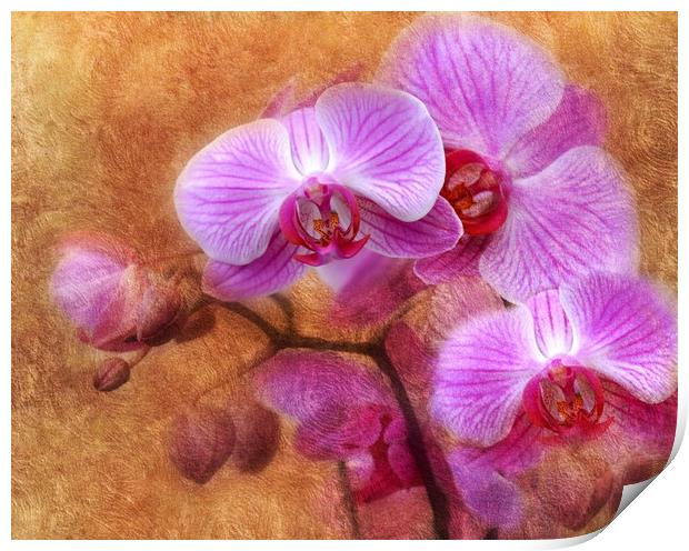 lilac orchids Print by sue davies