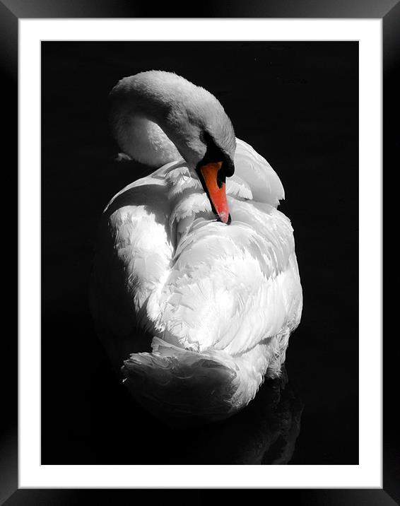 Swan Framed Mounted Print by Samantha Higgs