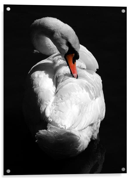 Swan Acrylic by Samantha Higgs