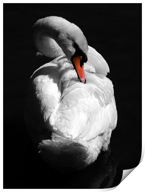 Swan Print by Samantha Higgs