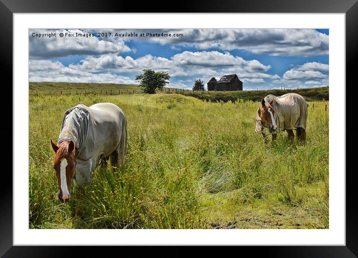 Horses at birtle barn Framed Mounted Print by Derrick Fox Lomax