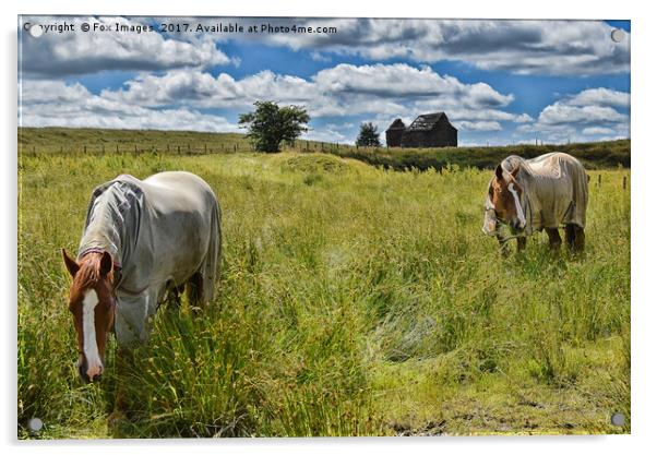 Horses at birtle barn Acrylic by Derrick Fox Lomax