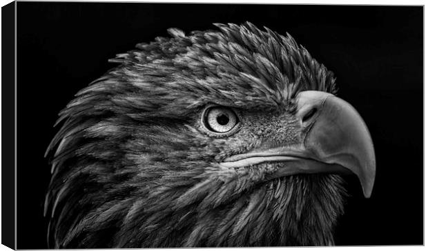White-tailed Sea Eagle Canvas Print by Angela H