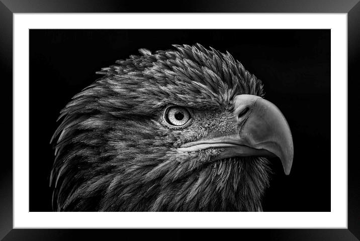 White-tailed Sea Eagle Framed Mounted Print by Angela H