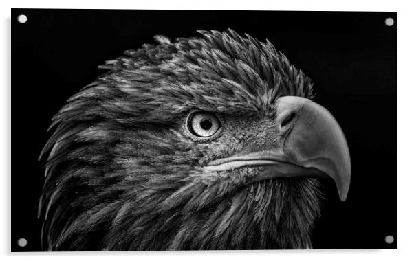 White-tailed Sea Eagle Acrylic by Angela H