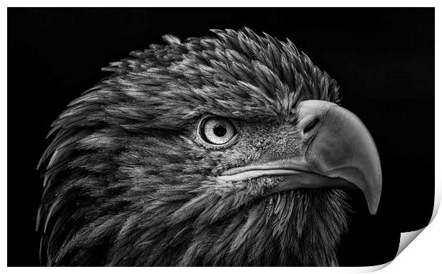 White-tailed Sea Eagle Print by Angela H