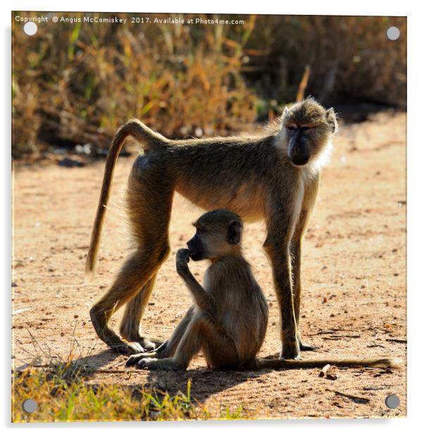 Baboon with young, Taita Hills Game Reserve, Kenya Acrylic by Angus McComiskey
