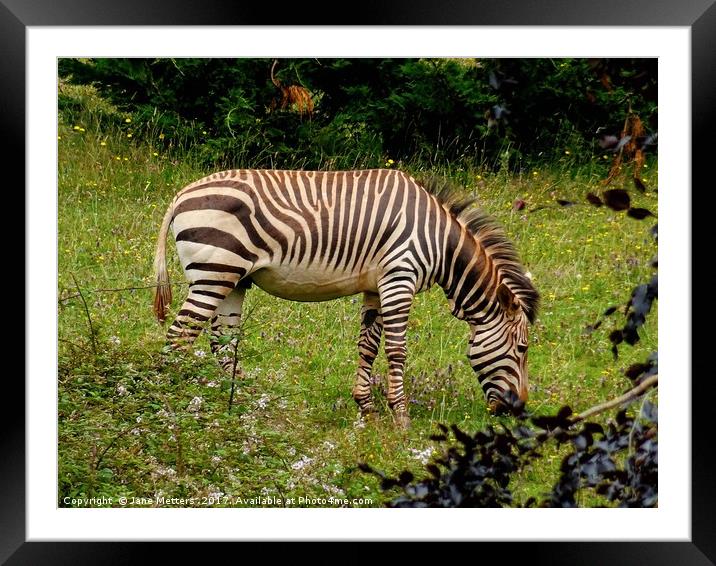     Zebra Grazing                            Framed Mounted Print by Jane Metters