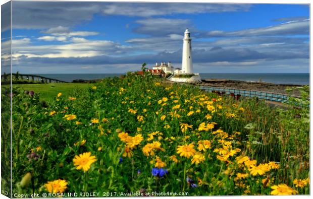 " Wild Flowers at St.Mary's Lighthouse" Canvas Print by ROS RIDLEY