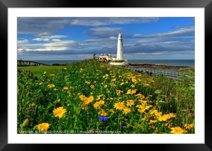 " Wild Flowers at St.Mary's Lighthouse" Framed Mounted Print by ROS RIDLEY