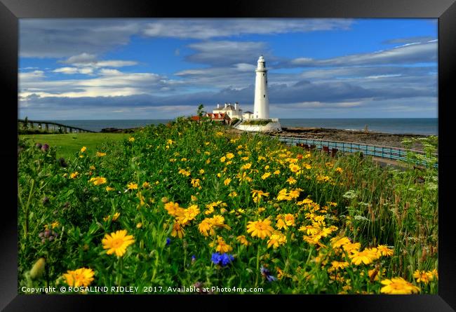 " Wild Flowers at St.Mary's Lighthouse" Framed Print by ROS RIDLEY