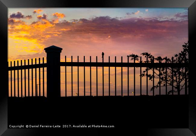 Sunset Scene Small Bird Over Fence Framed Print by Daniel Ferreira-Leite